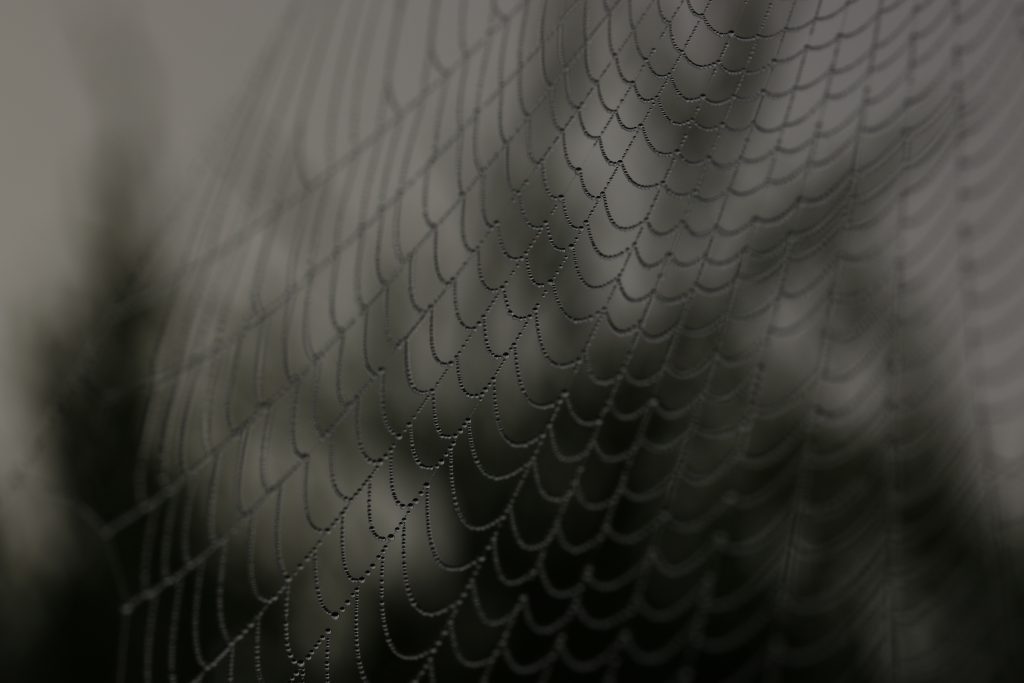 Close up photo of a spider web
