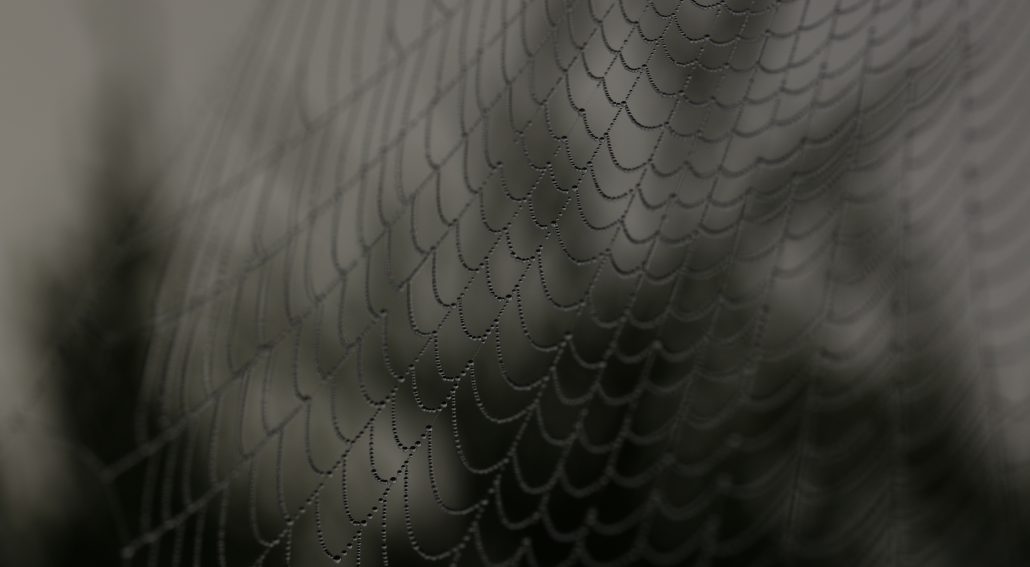 Close up photo of a spider web
