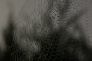 Close up photo of a spider web