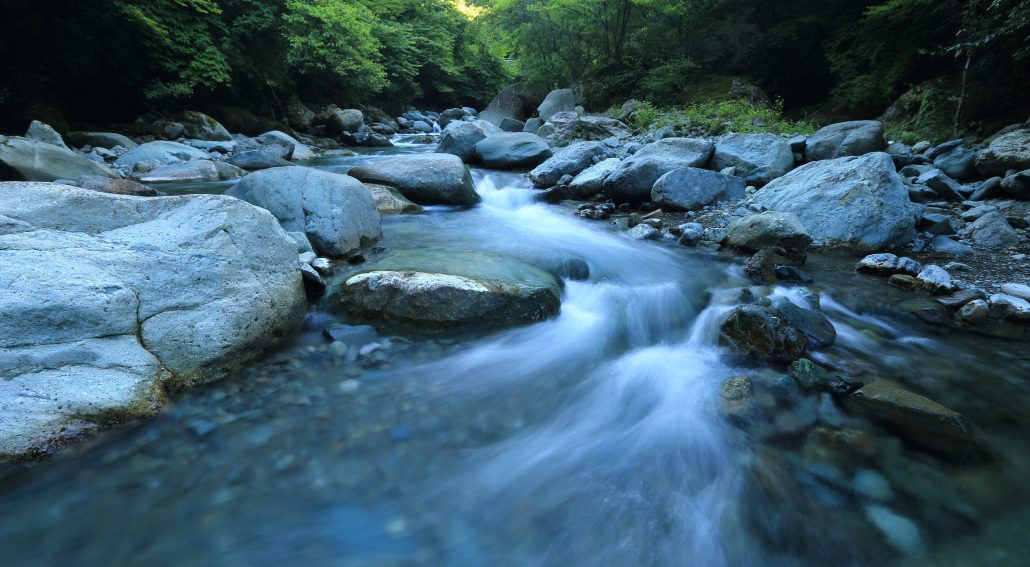 River surrounded by trees