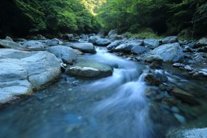 River surrounded by trees