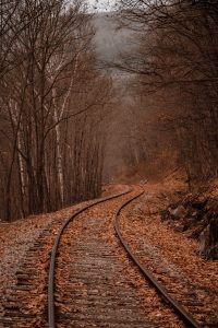 Photo of a train rail between forest | Matt Fox Coaching