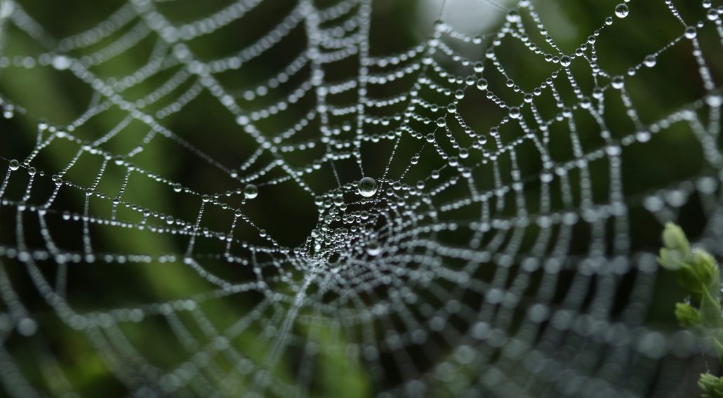 Photography of dew on spider web