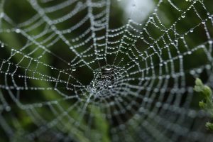 Photography of dew on spider web