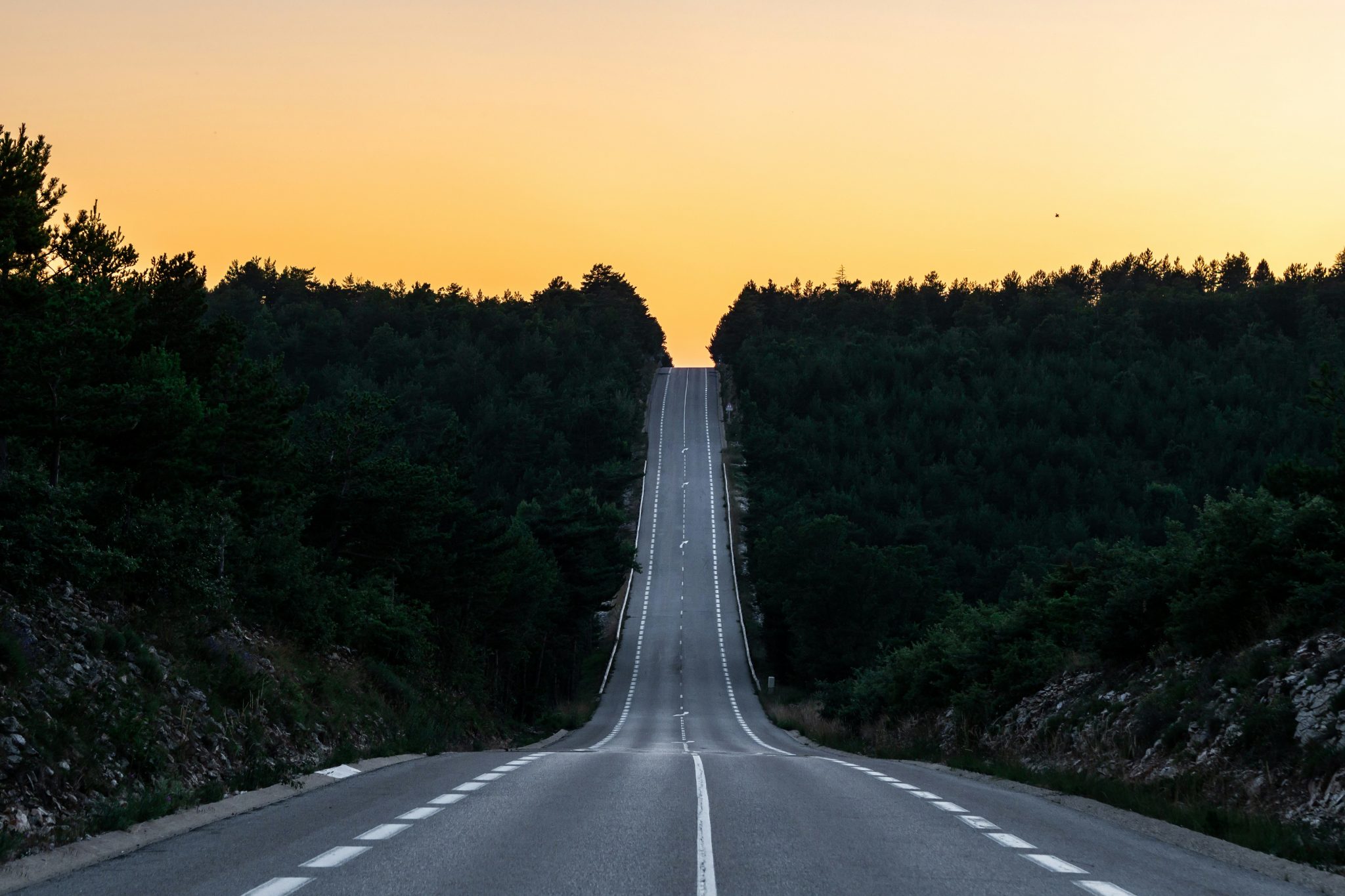 Asphalt road between the trees