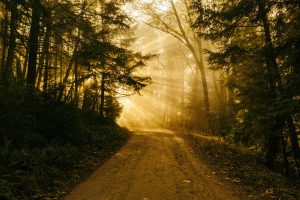 Pathway between trees in the forest