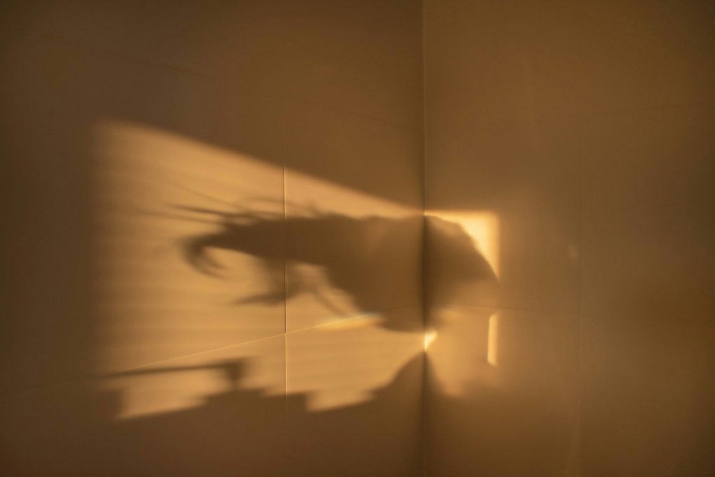 Soft golden light casts a shadow of a plant on a wall, creating a warm, abstract pattern that evokes calm and introspection.