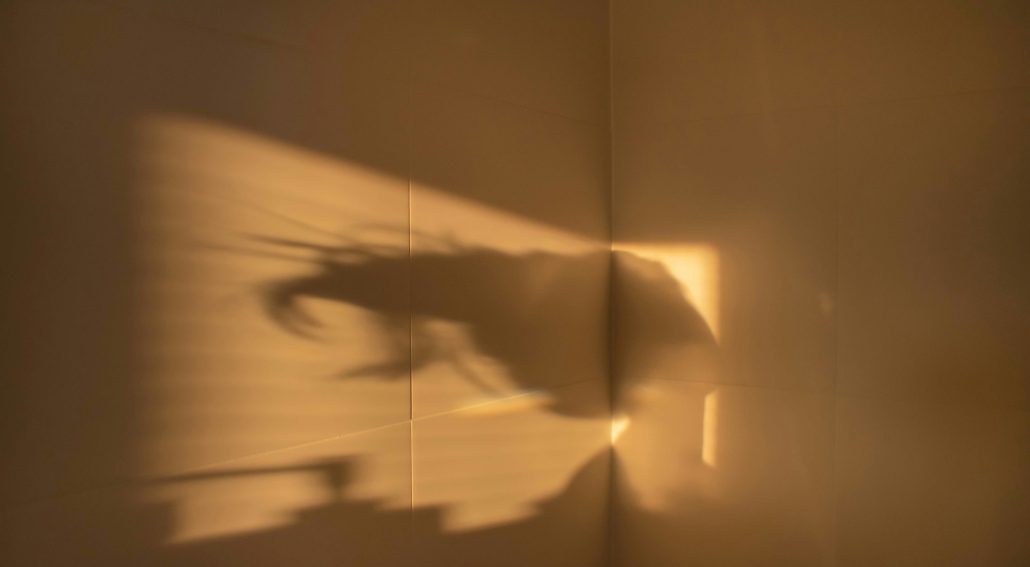 Soft golden light casts a shadow of a plant on a wall, creating a warm, abstract pattern that evokes calm and introspection.