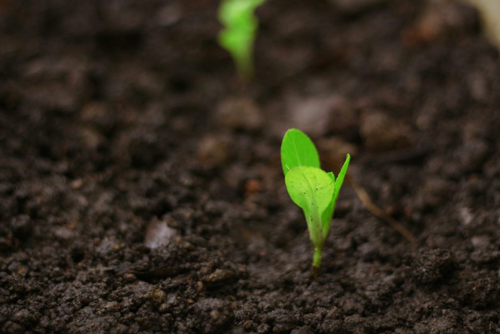 A small plant emerging from soil