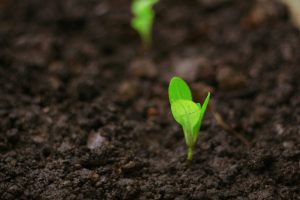 A small plant emerging from soil