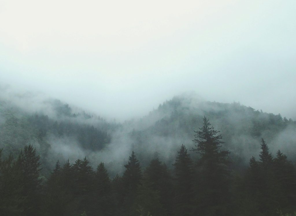 Photo of a clearing foggy forrest