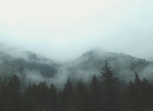 Photo of a clearing foggy forrest
